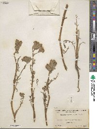 Phacelia tanacetifolia image