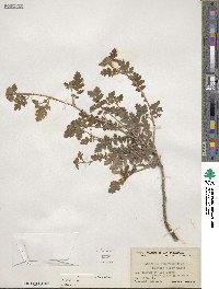 Phacelia rupestris image