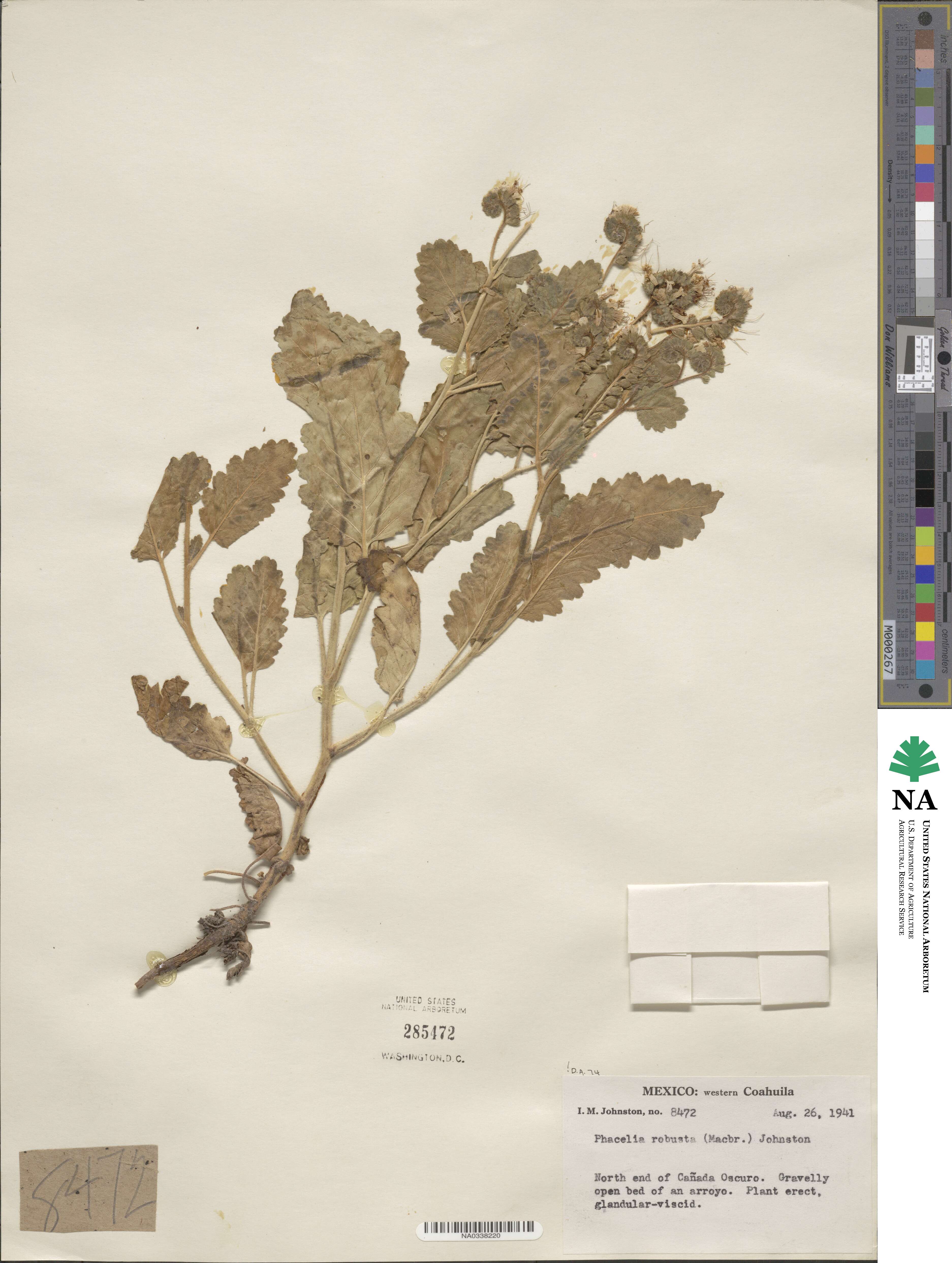 Phacelia robusta image