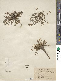 Phacelia platycarpa image