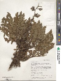 Phacelia ixodes image