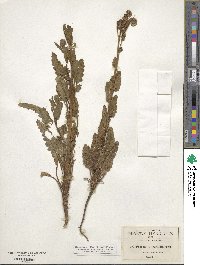 Phacelia integrifolia image