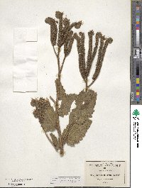 Phacelia integrifolia image