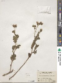 Phacelia integrifolia image