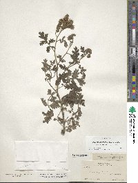 Phacelia glandulosa image