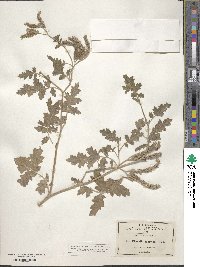 Phacelia congesta image