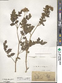 Phacelia congesta image