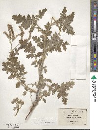 Phacelia congesta image