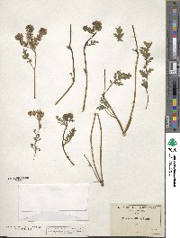 Phacelia ciliata image