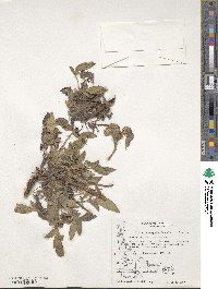 Phacelia secunda image