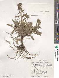 Phacelia secunda image