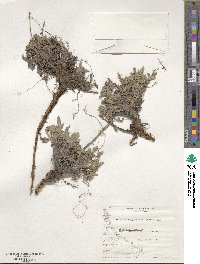 Phacelia secunda image