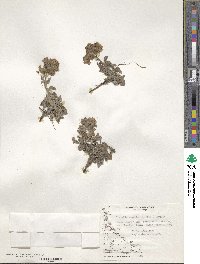 Phacelia secunda image