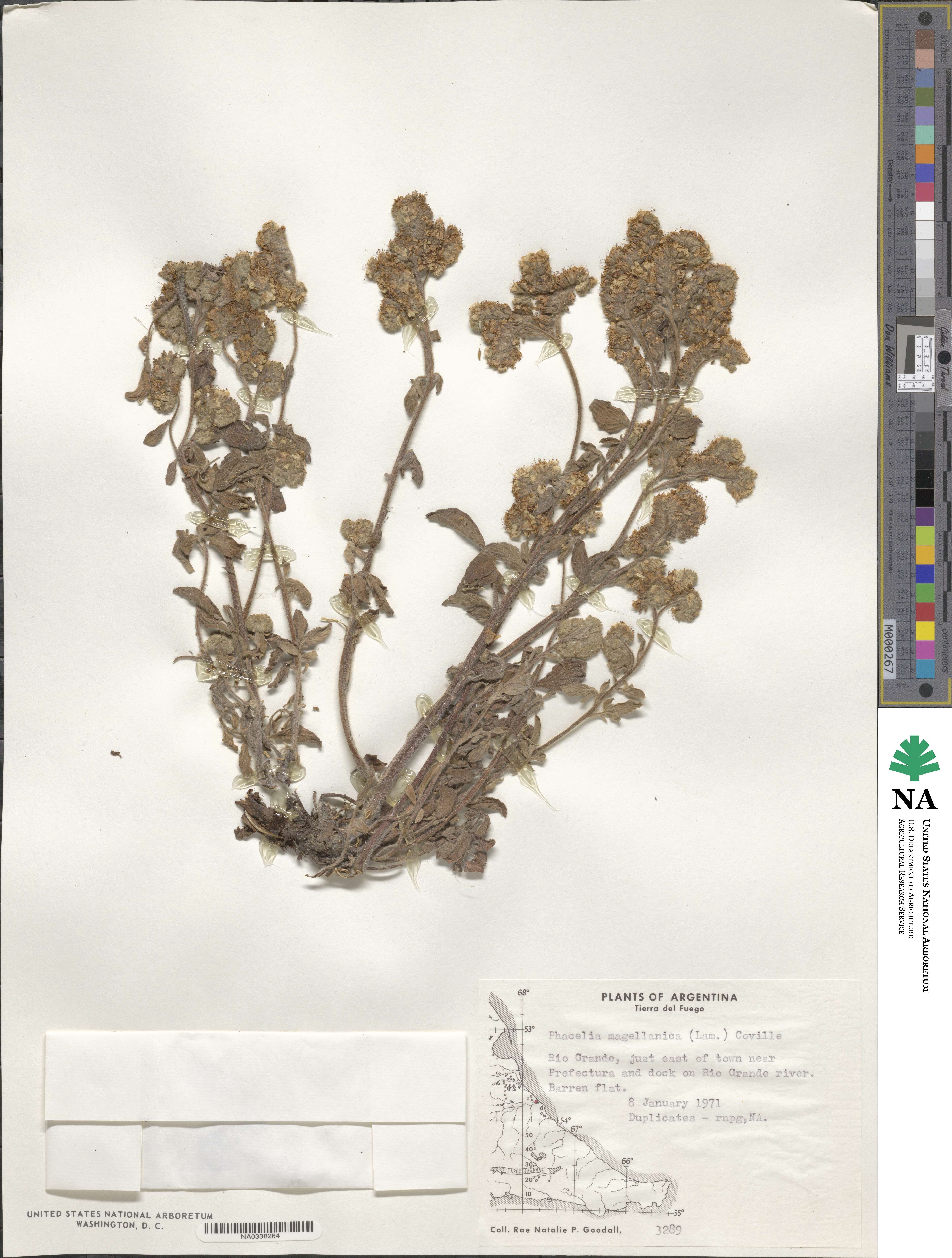 Phacelia secunda image