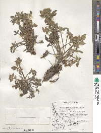 Phacelia secunda image