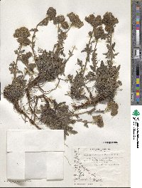 Phacelia secunda image