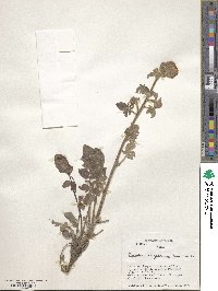 Phacelia secunda image