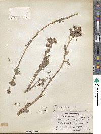 Phacelia secunda image