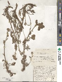 Phacelia secunda image