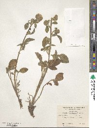 Phacelia secunda image