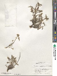 Phacelia secunda image