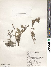 Phacelia secunda image