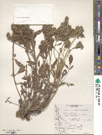 Phacelia secunda image