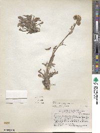 Phacelia secunda image