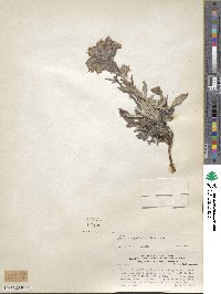 Phacelia secunda image