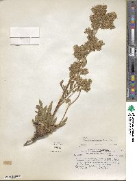 Phacelia secunda image