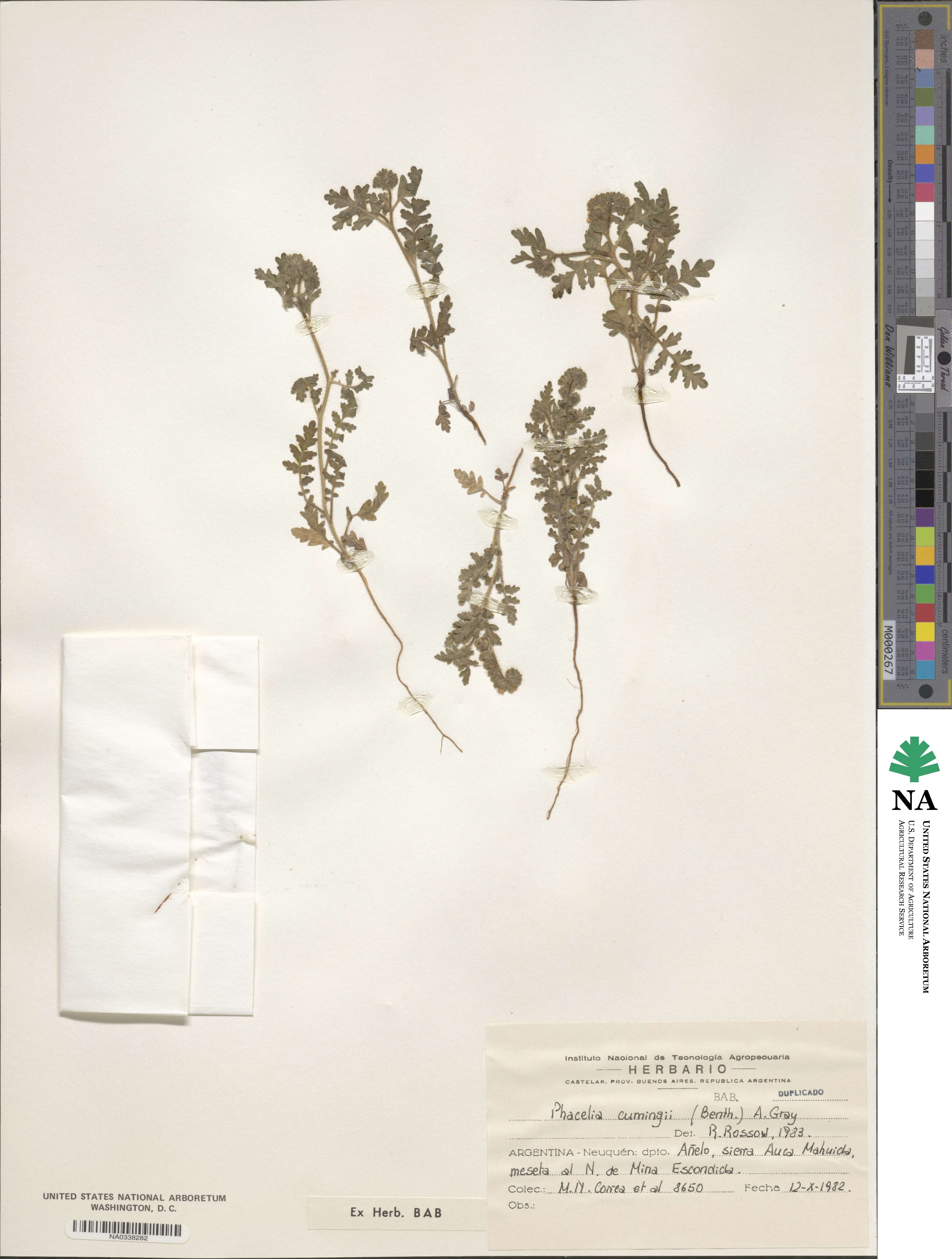 Phacelia cumingii image