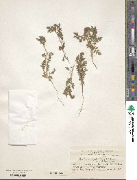 Image of Phacelia cumingii