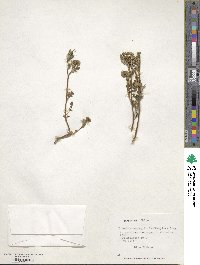 Phacelia cumingii image