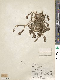 Phacelia cumingii image