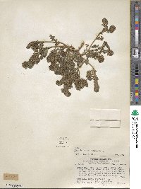 Phacelia cumingii image