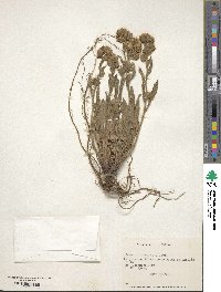 Phacelia secunda image