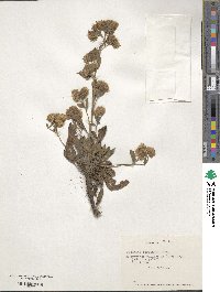 Phacelia secunda image