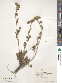 Phacelia secunda image