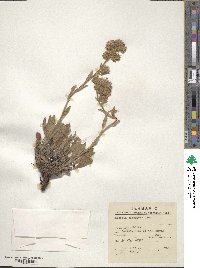 Phacelia secunda image