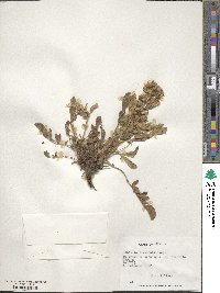 Phacelia secunda image