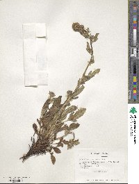 Phacelia secunda image