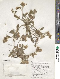 Phacelia secunda image