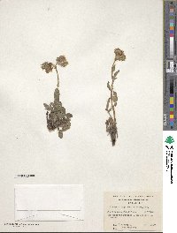 Phacelia secunda image