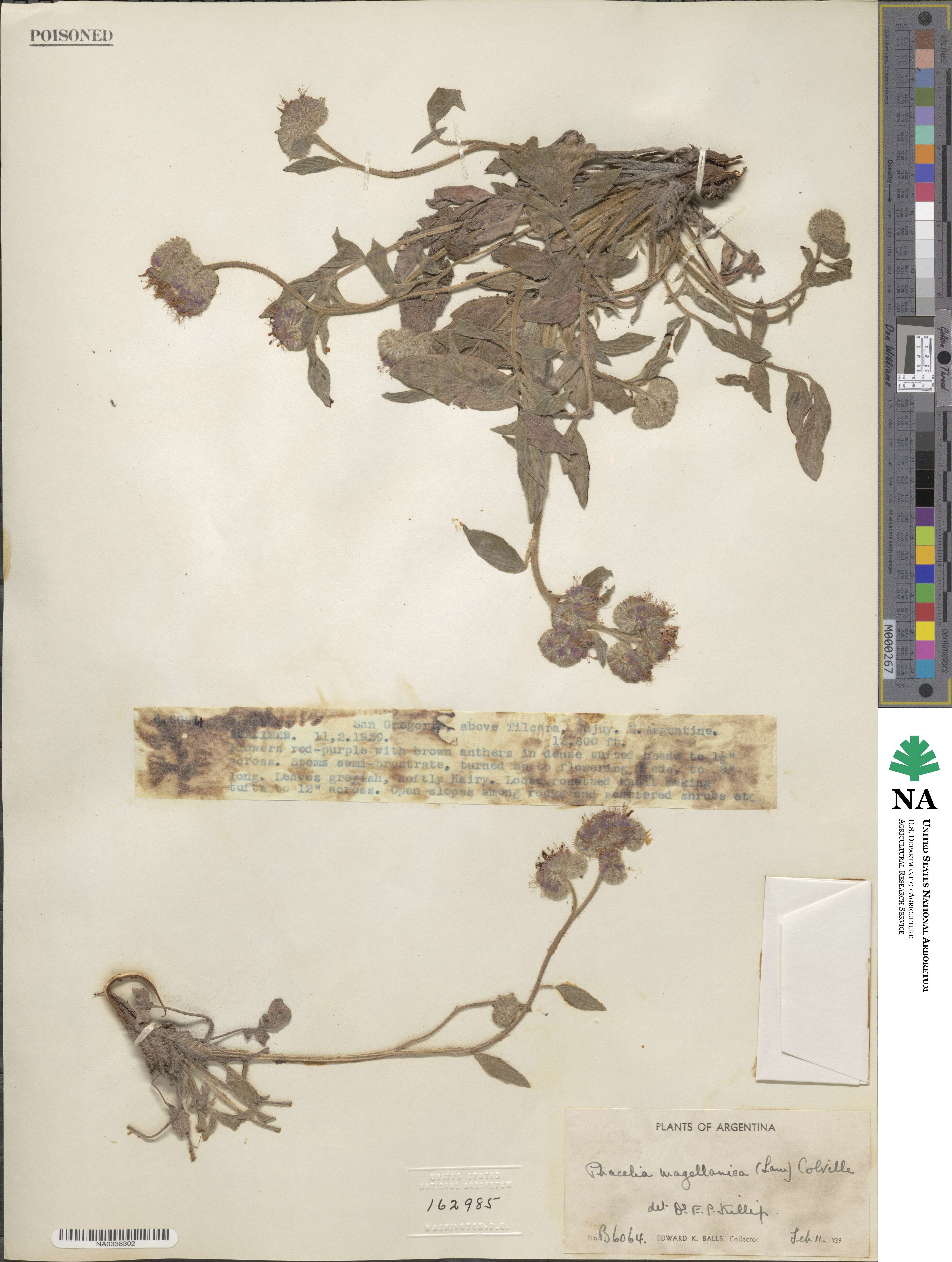 Phacelia secunda image