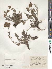 Phacelia secunda image