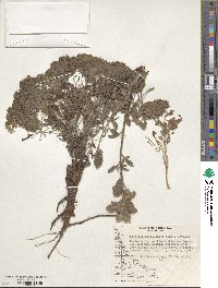 Phacelia secunda image