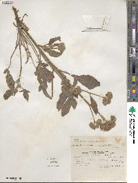 Phacelia secunda image