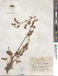 Phacelia secunda image