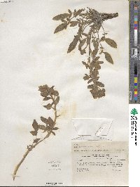 Phacelia secunda image