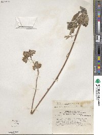 Phacelia secunda image